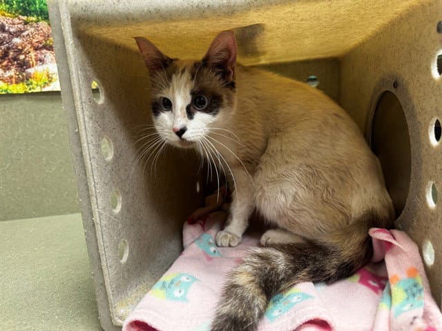 Unknown - Domestic Short Hair