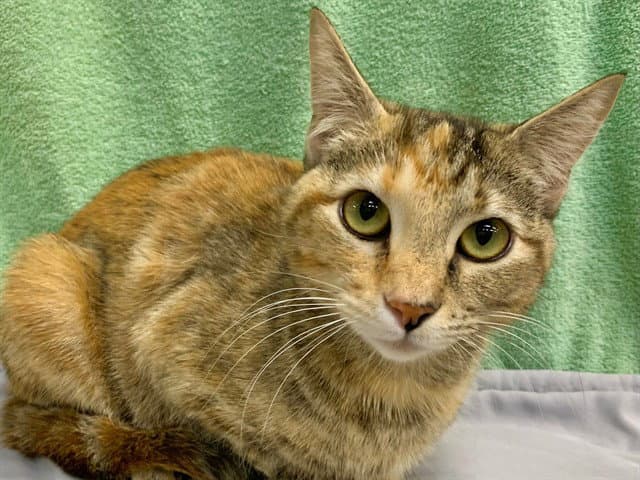 Unknown - Domestic Short Hair