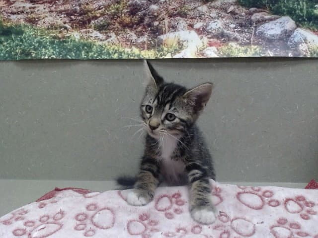 Unknown - Domestic Short Hair