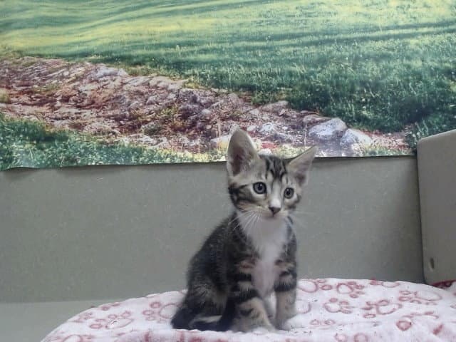 Unknown - Domestic Short Hair