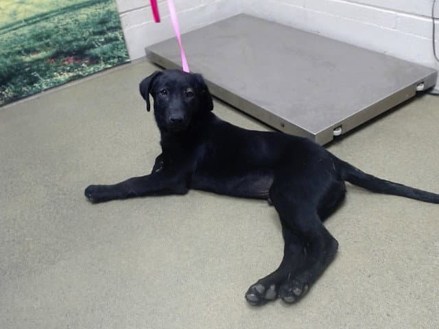 Unknown - Labrador Retriever