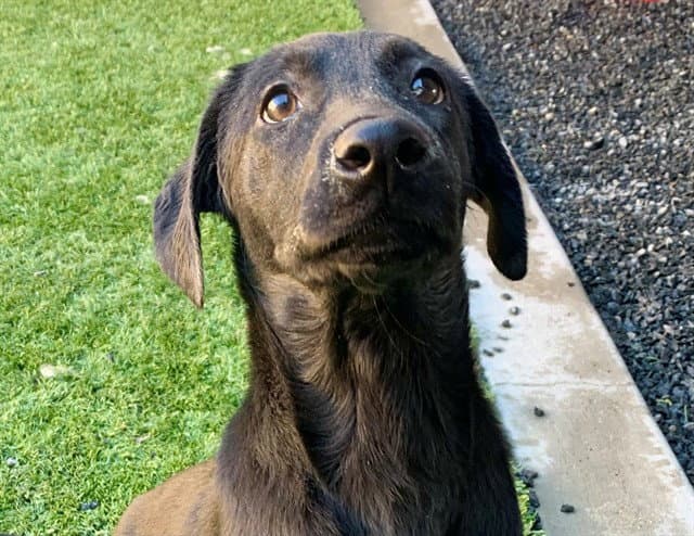 Unknown - Labrador Retriever