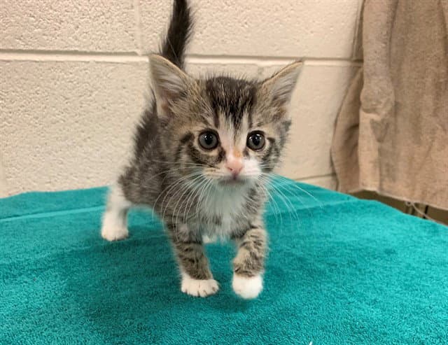 Alix - Domestic Short Hair
