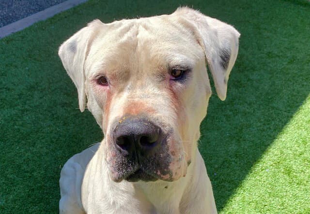 Unknown - Dogo Argentino