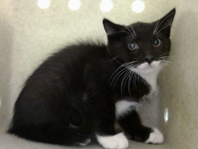 Unknown - Domestic Medium Hair