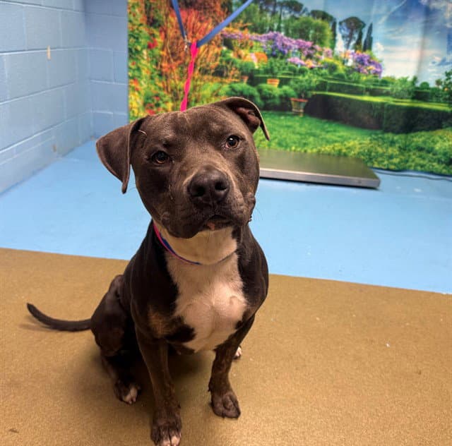 Unknown - Pit Bull Terrier