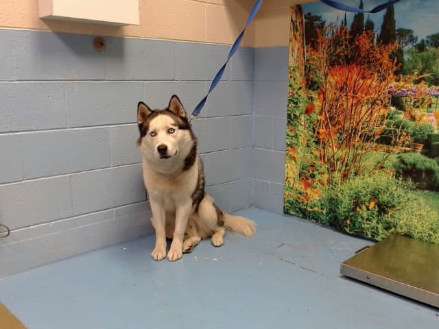 Blue - Siberian Husky