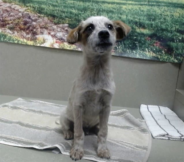 Unknown - Australian Cattle Dog/Blue Heeler