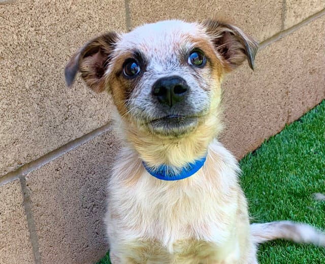 Unknown - Australian Cattle Dog/Blue Heeler