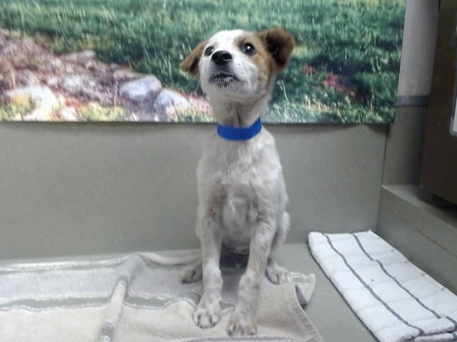 Unknown - Australian Cattle Dog/Blue Heeler