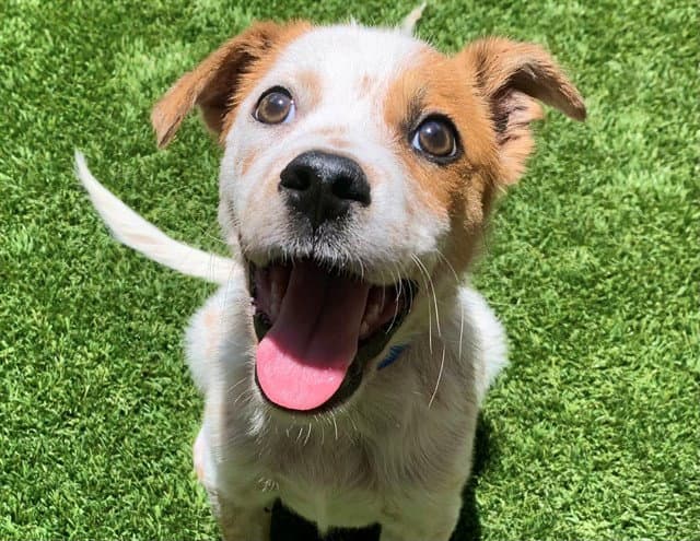 Unknown - Australian Cattle Dog/Blue Heeler