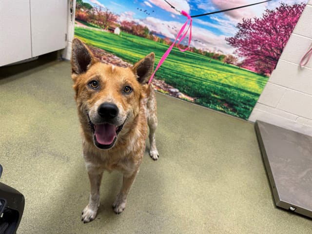 Unknown - Australian Cattle Dog/Blue Heeler
