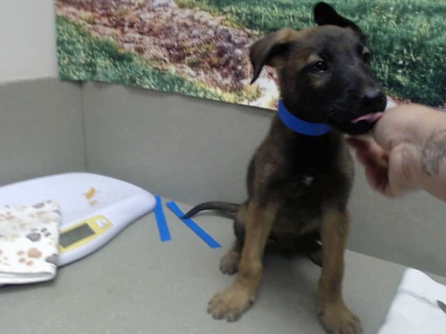 Unknown - Belgian Shepherd Malinois