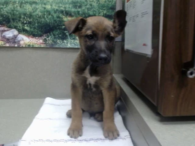 Unknown - Belgian Shepherd Malinois