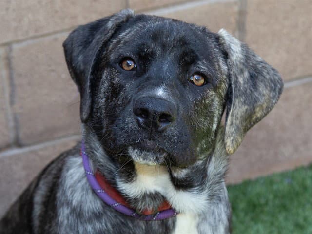 Leonardo - Mastiff