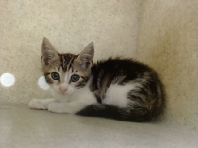 Unknown - Domestic Short Hair