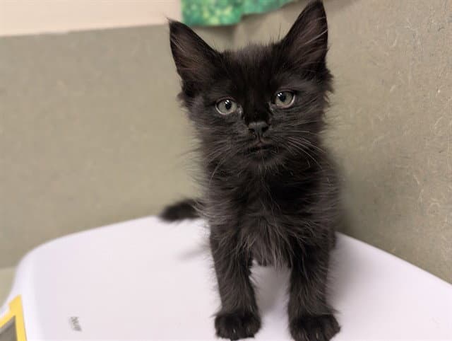 Unknown - Domestic Medium Hair