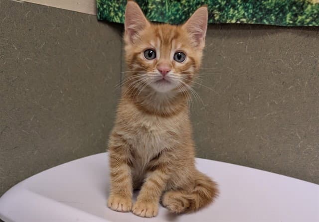Unknown - Domestic Short Hair
