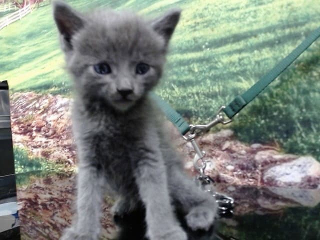 Unknown - Domestic Short Hair