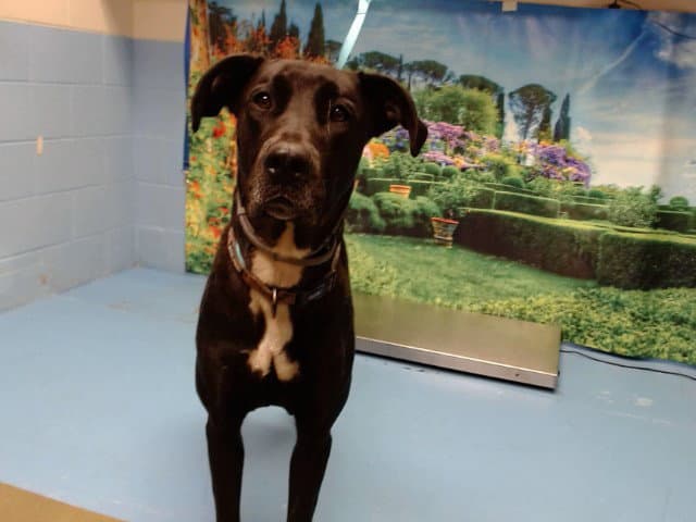 Chloe - Great Dane