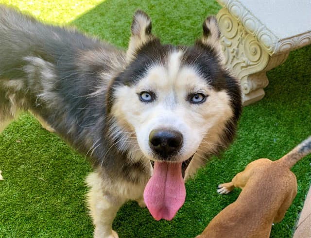 Unknown - Siberian Husky