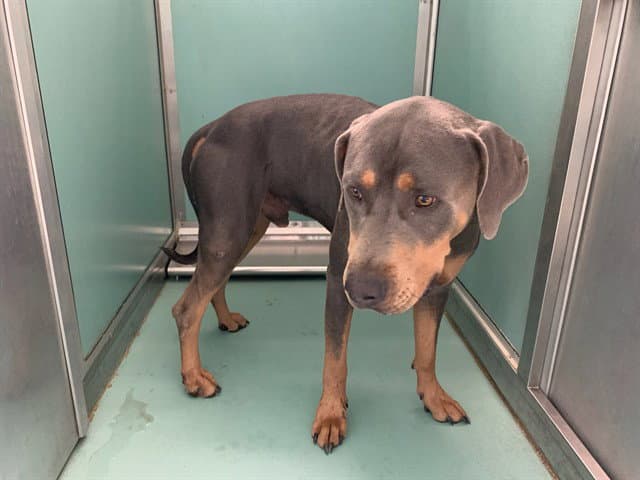 Unknown - Weimaraner