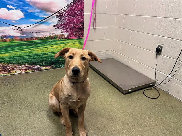 Unknown - Labrador Retriever
