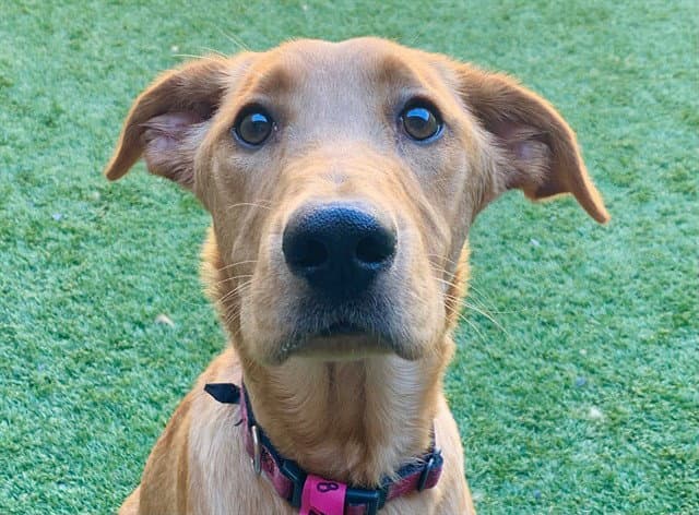 Unknown - Labrador Retriever