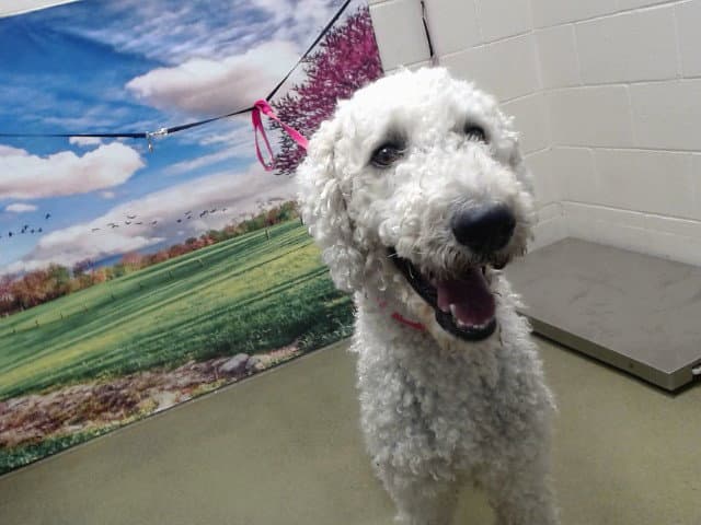 Unknown - Poodle (Standard)