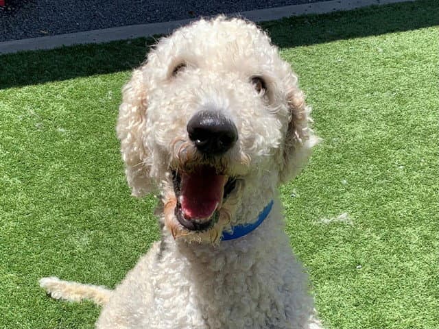 Unknown - Poodle (Standard)