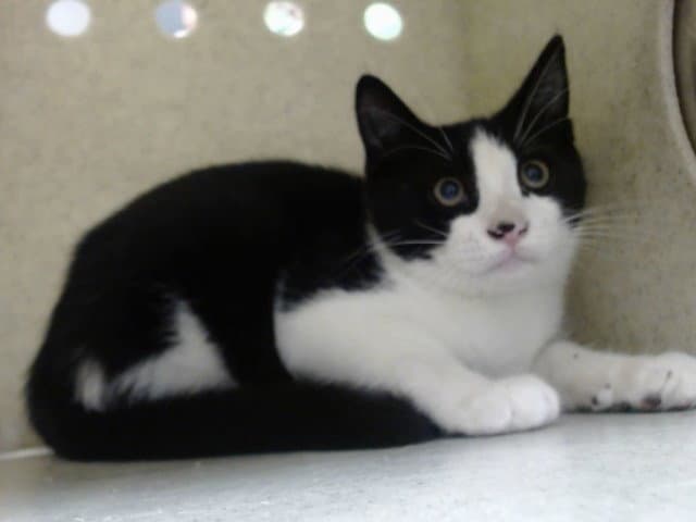 Unknown - Domestic Short Hair