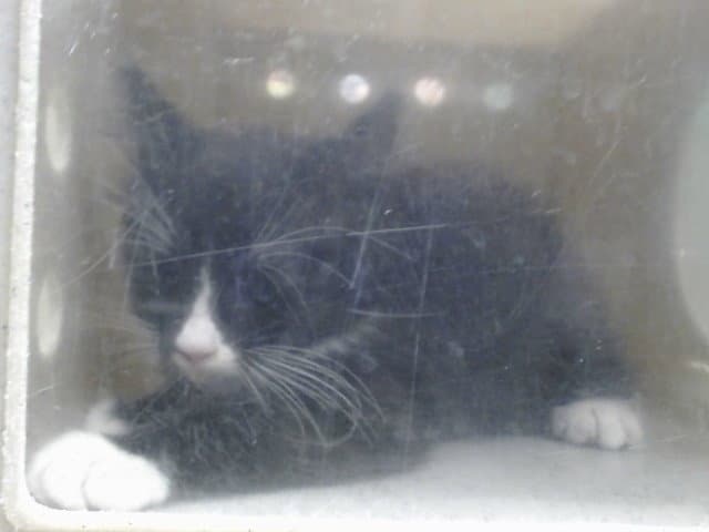 Unknown - Domestic Short Hair