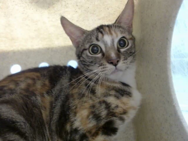 Unknown - Domestic Short Hair