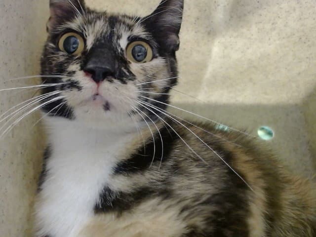 Unknown - Domestic Short Hair