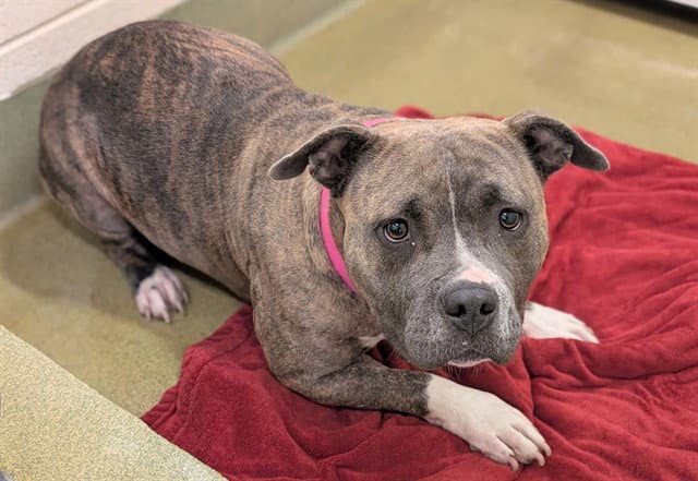 Willow - Pit Bull Terrier