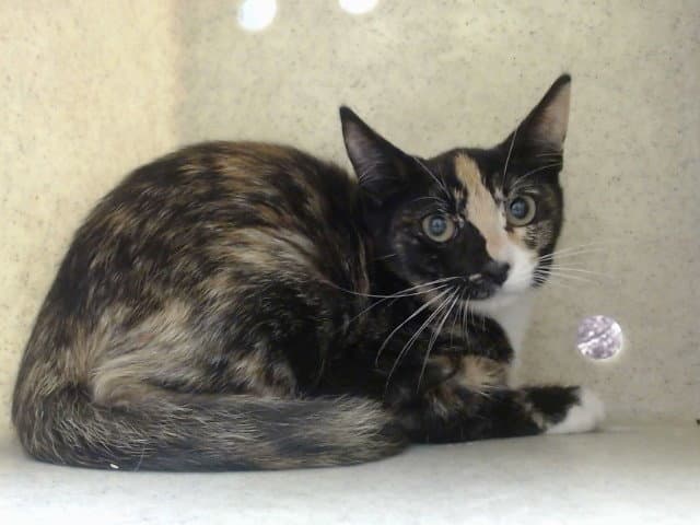 Unknown - Domestic Short Hair