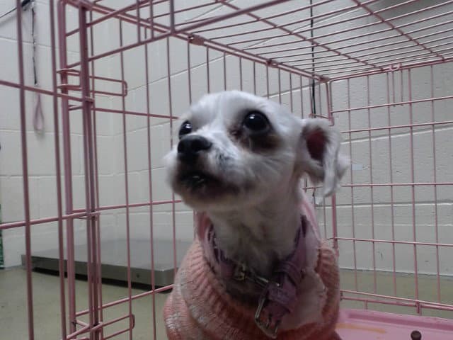 Foxy - Poodle (Miniature)