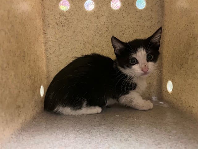 Unknown - Domestic Short Hair
