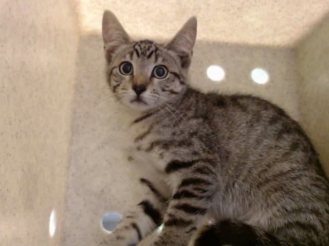 Unknown - Domestic Short Hair
