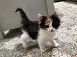 Cinnamon image 1
