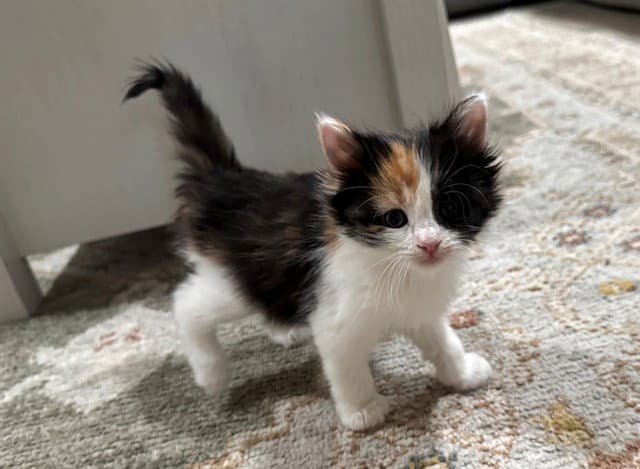 Cinnamon - Domestic Medium Hair
