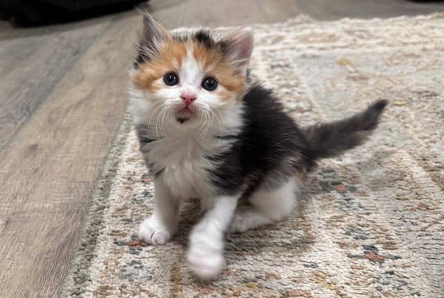 Sage - Domestic Medium Hair