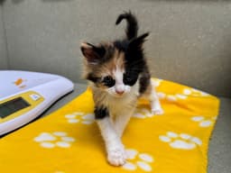 Pepper image 1