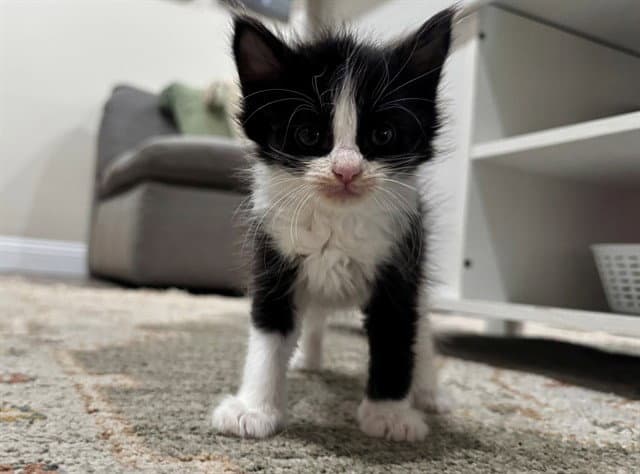 Chili - Domestic Medium Hair