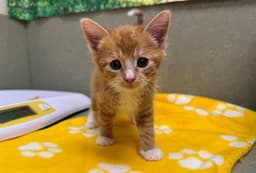 Ginger image 1