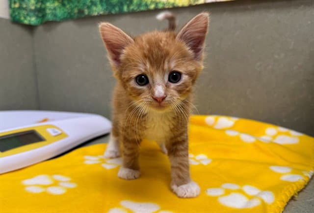 Ginger - Domestic Medium Hair