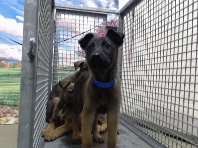 Unknown - Belgian Shepherd Malinois
