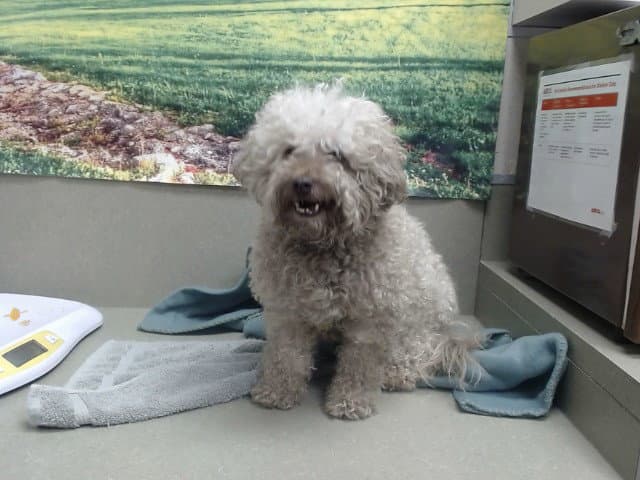 Chucks - Poodle (Miniature)