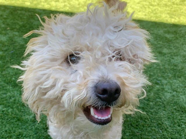 Unknown - Poodle (Miniature)