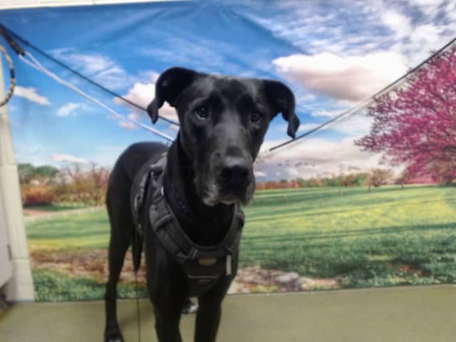 Unknown - Great Dane